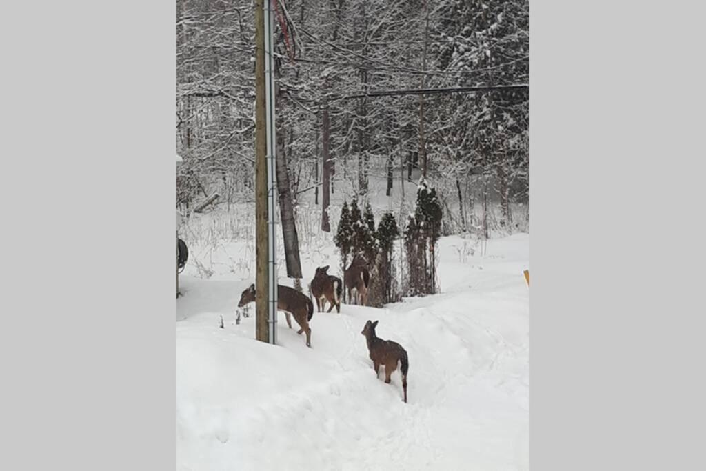 Le Nid Dore Sur Le Lac Val des Monts Bagian luar foto